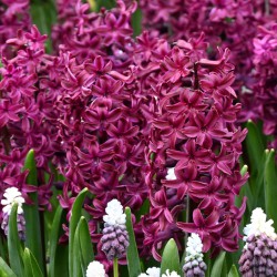 Hyacinthus 'Woodstock'