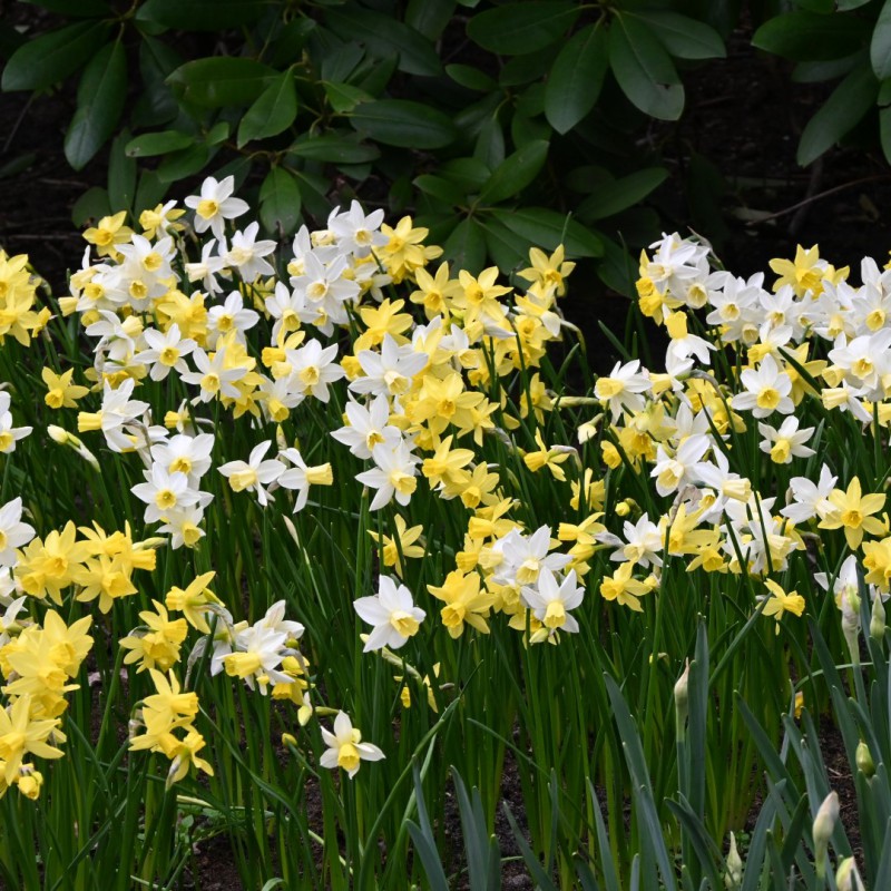 Narcissus 'Sailors's Choice'®