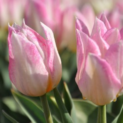 Tulipa 'Duc van Tol Rose'