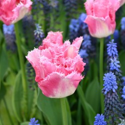 Tulipa Fringed 'Fancy Frills' - Ruigrok Flowerbulbs