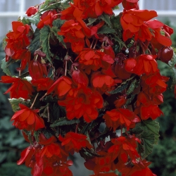 Begonia cascade rood