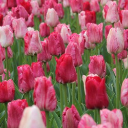 Hemisphere, Tulipe Triomphe, 7 bulbes - Bulbes à fleurs automne / Tulipes -  Samen-Mauser