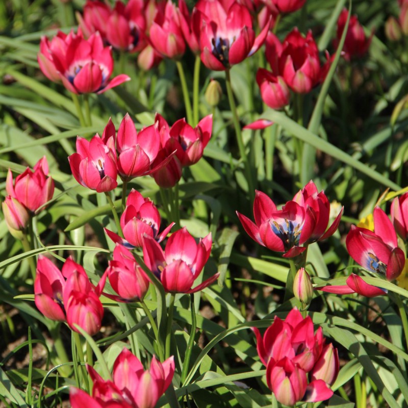 Tulipa 'Little Beauty'