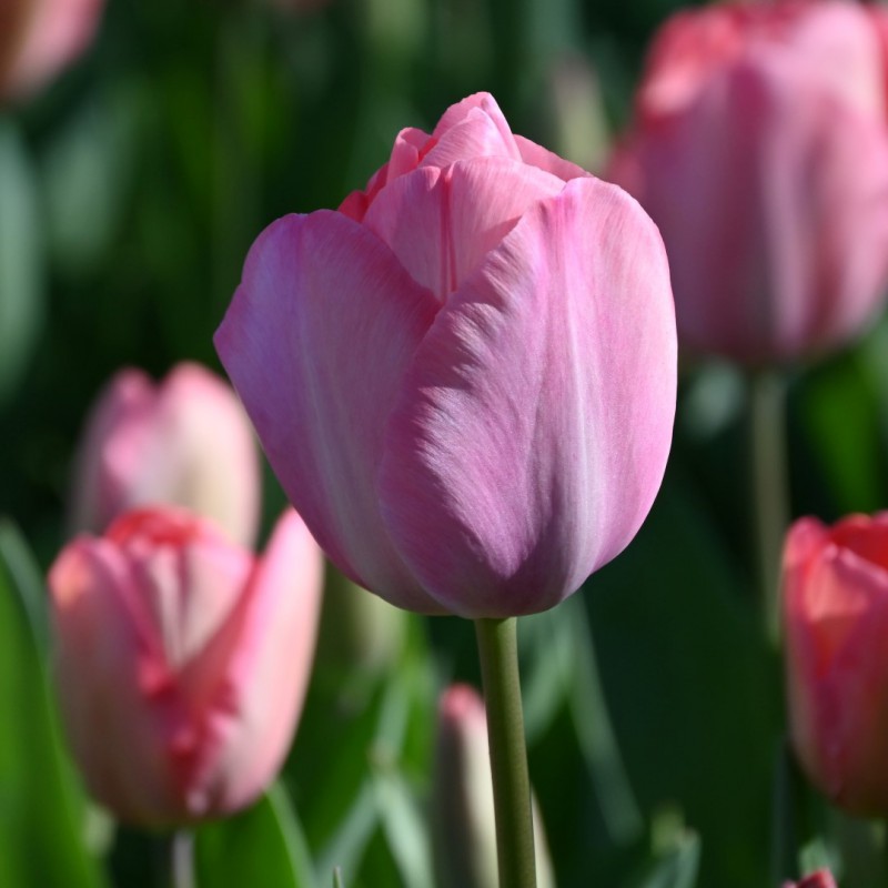 Tulipa 'Mystic van Eijk'