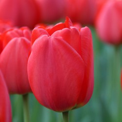 Tulipa 'Parade'