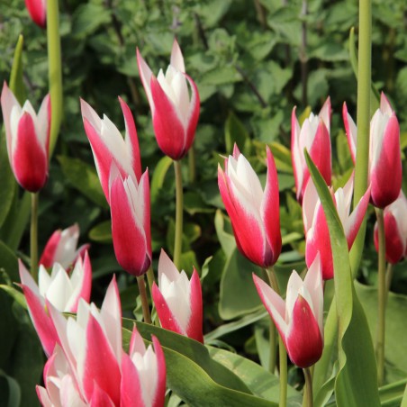 Tulipa 'Peppermintstick'