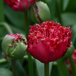 Tulipa 'Qatar'