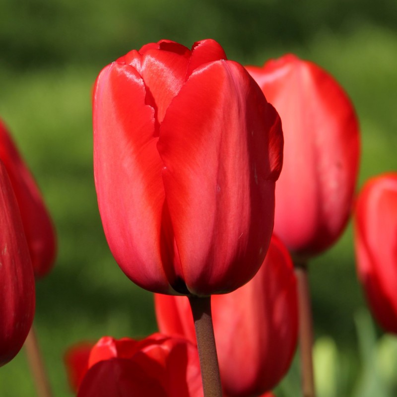 Tulipa 'Red Impression'