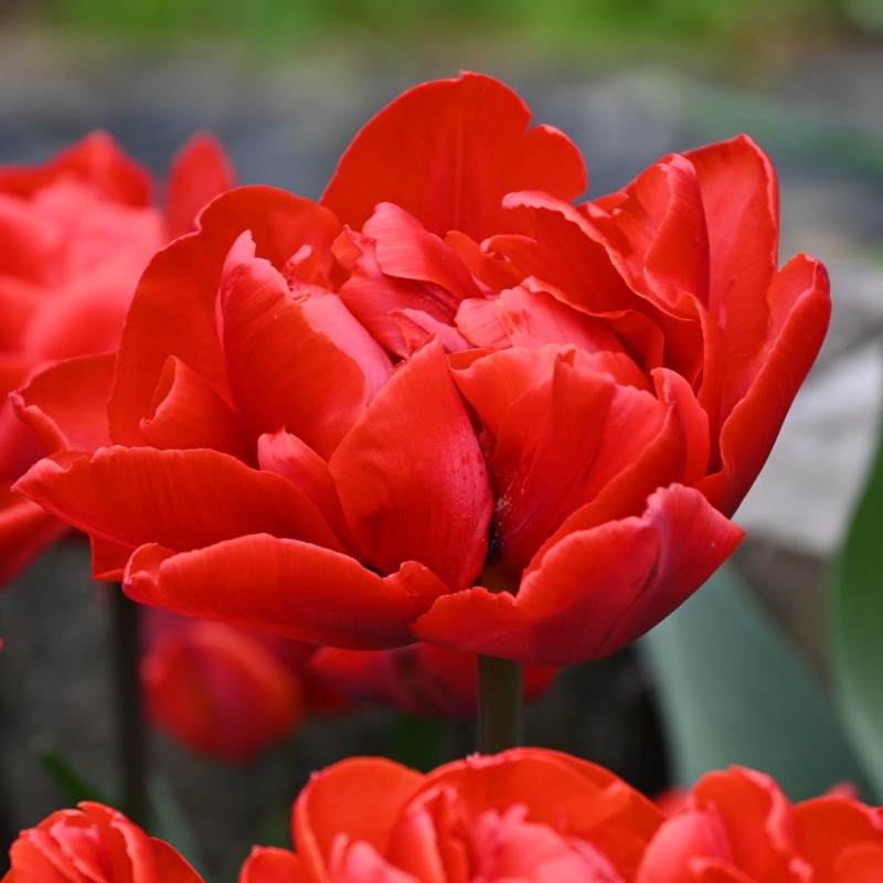 græs Kurve slids Tulipa 'Red Princess'