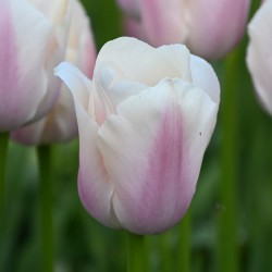 Tulipa 'Thijs Boots'