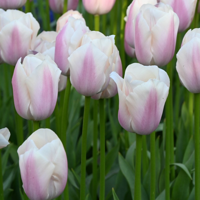 Tulipa 'Thijs Boots'