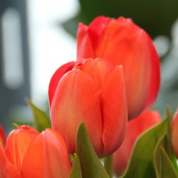 Tulipa 'Orange van Eijk'