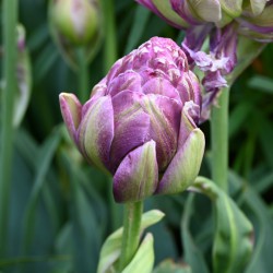 Tulipa 'Violet Pranaa' ®
