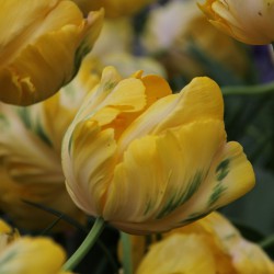 Tulipa 'Yellow Madonna'