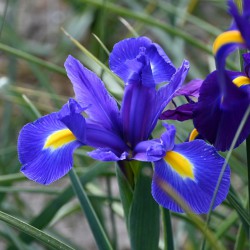 Iris hollandica 'Blue Magic'®