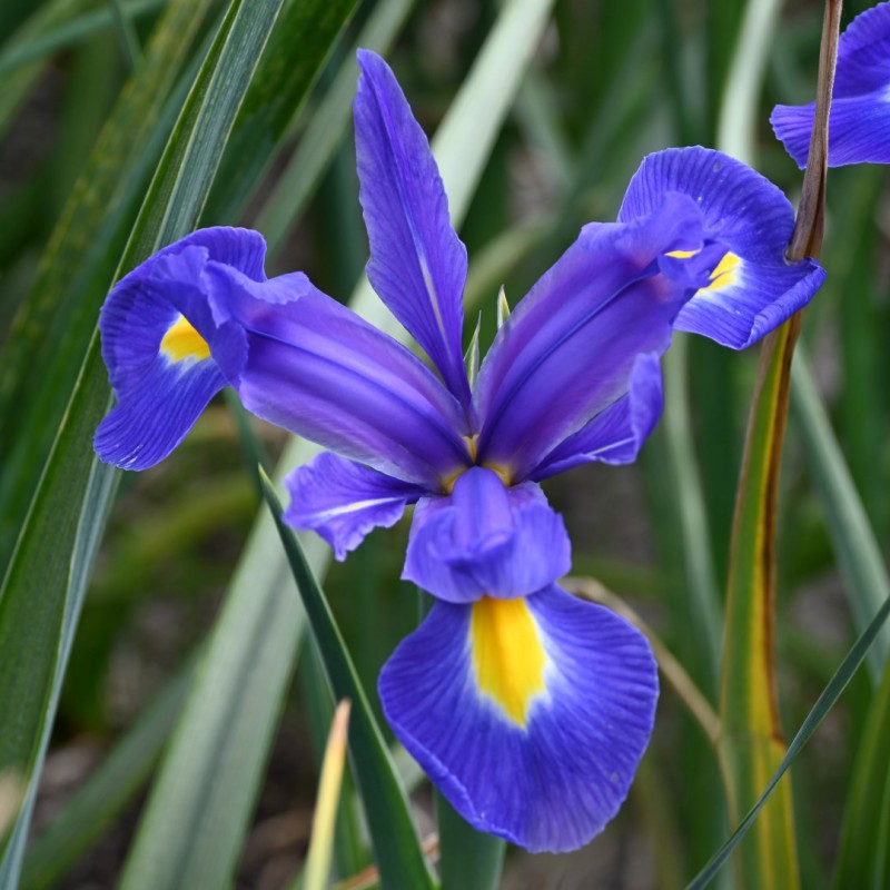 Iris hollandica 'Blue Magic'®
