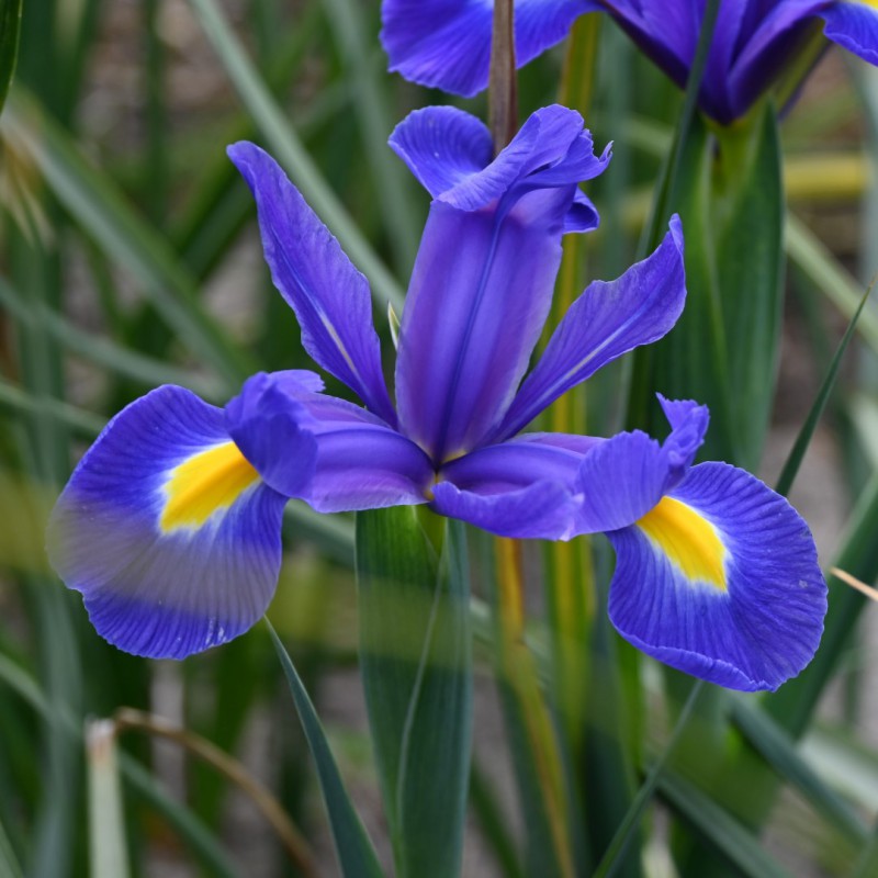 Iris hollandica 'Blue Magic'®