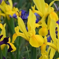 Iris hollandica 'Stronggold'®