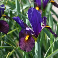 Iris hollandica 'Tigereye'®