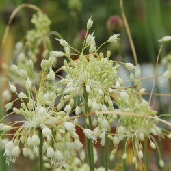 Allium carinatum ssp....