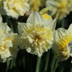 Narcissus 'Ice King'