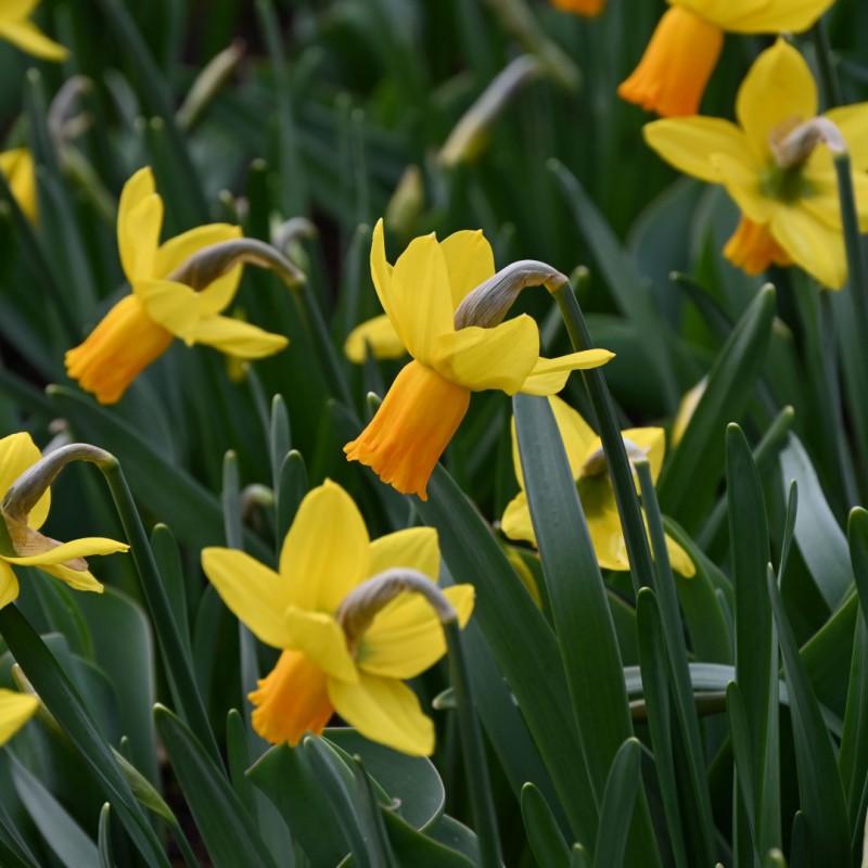 Narcissus, daffodils (2)