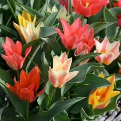 Tulipa -Fun Colors- ®