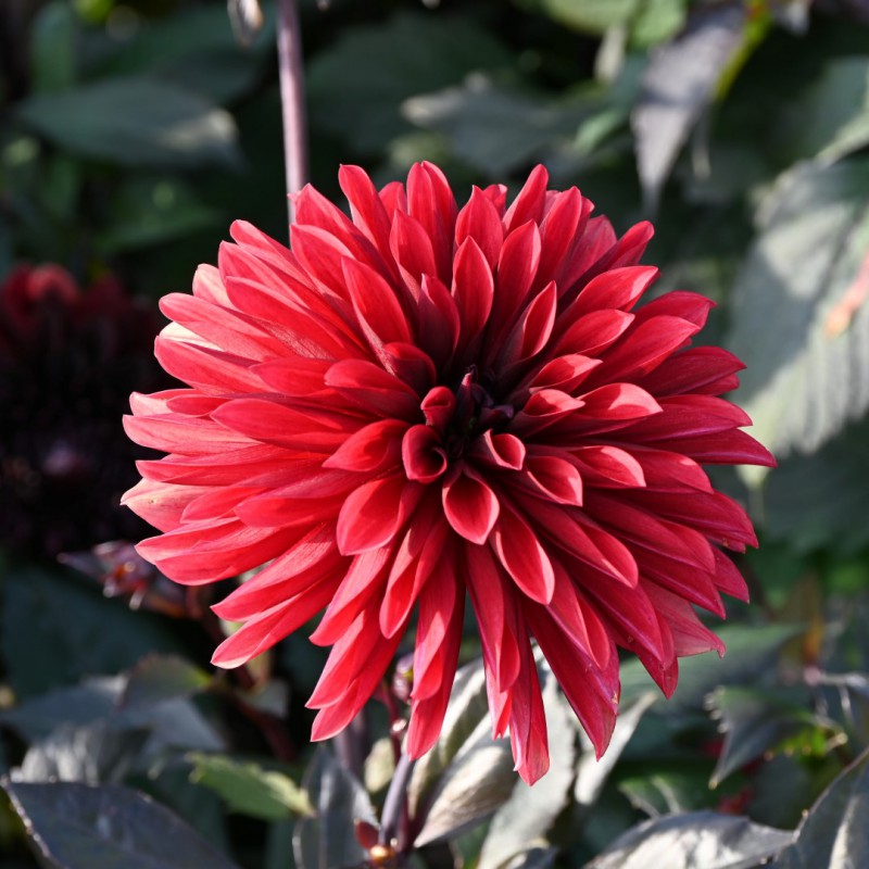 Dahlia 'Danique'