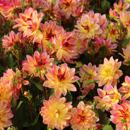 Dahlia 'Pacific Ocean'