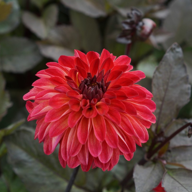 Dahlia 'Café au Lait Royal'