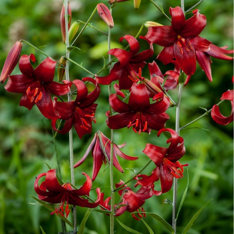 Lilium 'Red Velvet'