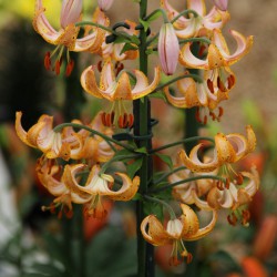 Lilium martagon 'Guinea Gold'