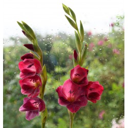 Gladiolus papilio 'Ruby'