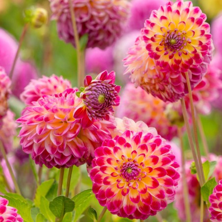 Dahlia 'Hapet Daydream'