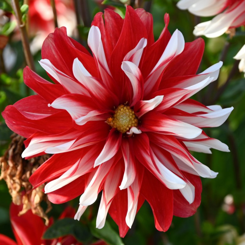 Dahlia 'Catching Fire'