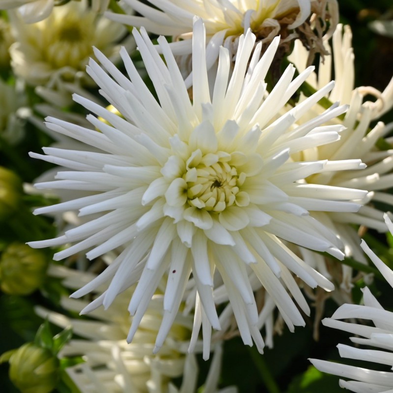 Dahlia ‘Playa Blanca’