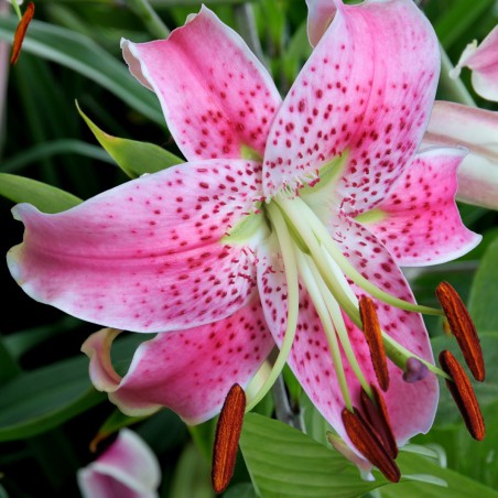 Lilium speciosum var. rubrum 'Uchida'