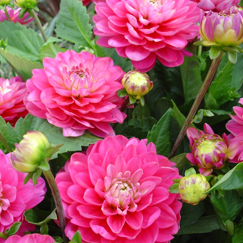 Dahlia 'Melody Pink Allegro'