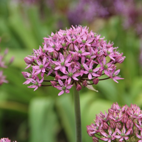 Allium nigrum 'Pink Jewel'