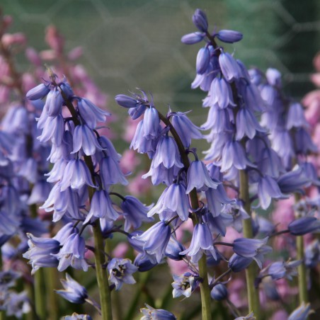 Hyacinthoides hispanica 'Excelsior'