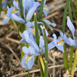 Iris reticulata 'Blue Planet'