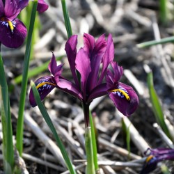 Iris reticulata 'Rejoice'
