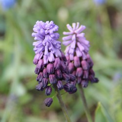 Muscari latifolium 'Purple...