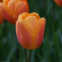 Tulipa 'Bellville'