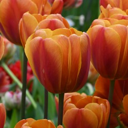 Tulipa 'Bronze Perfection' ®