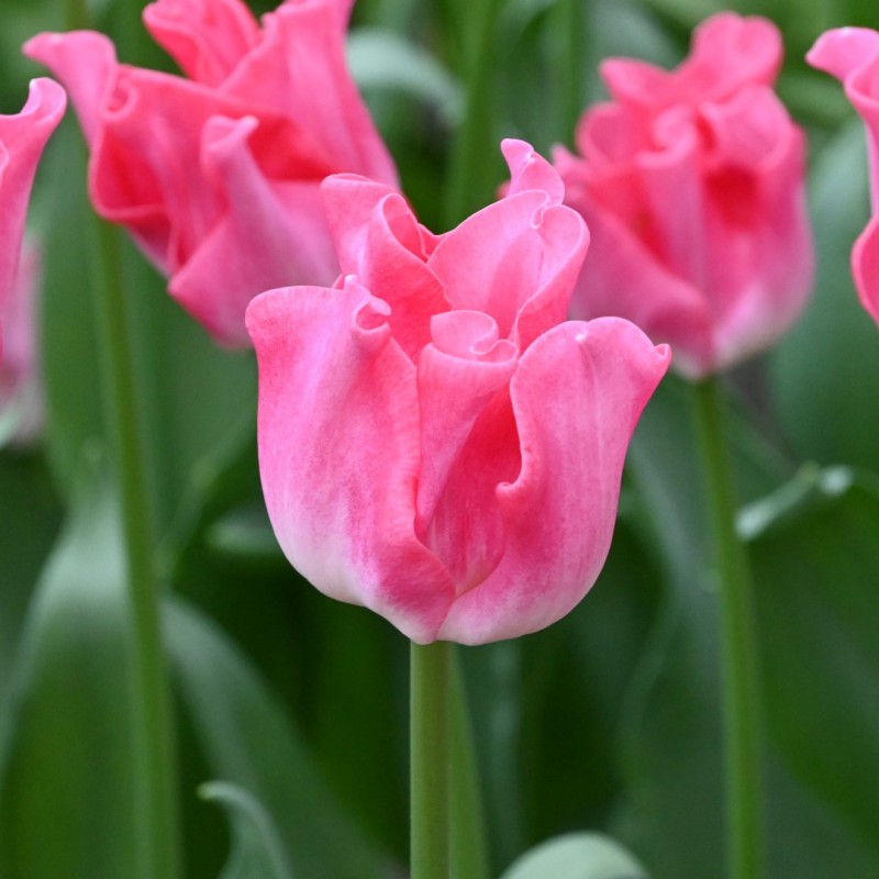 Tulipa 'Crown of Dynasty'