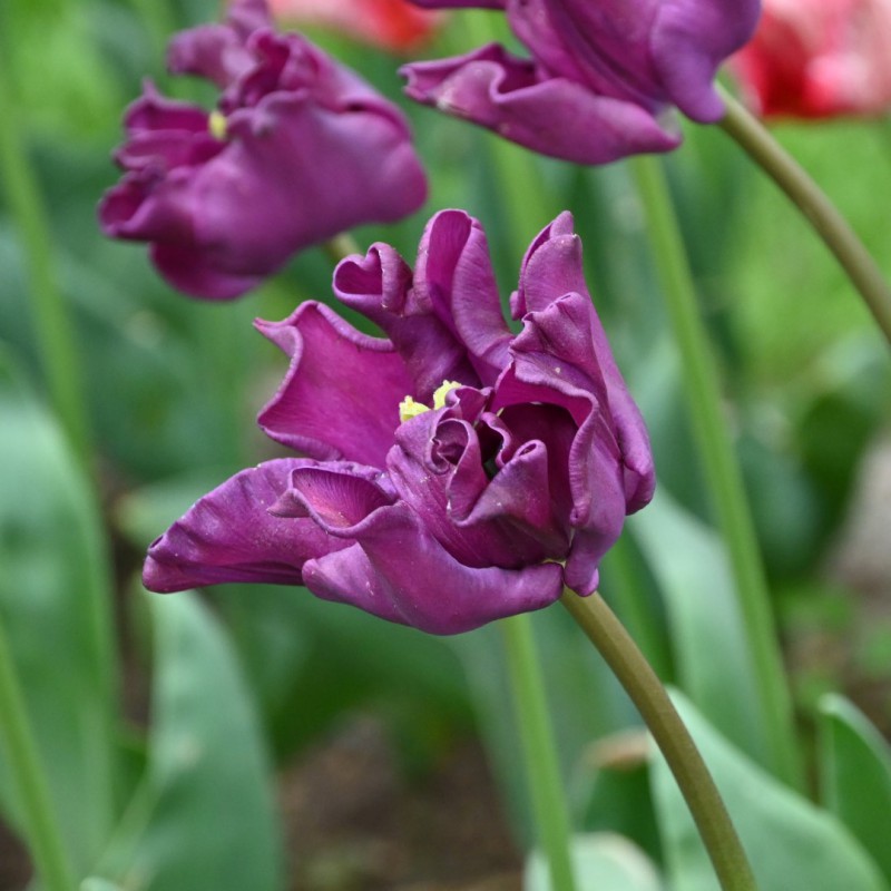 Tulipa 'Crown of Negrita'