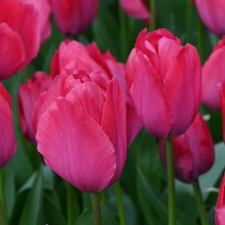 Tulipa 'Lady van Eijk'