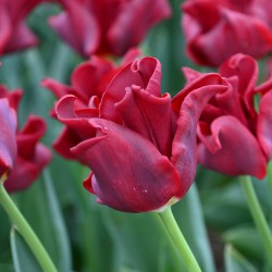 Tulipa 'Red Dress' ®