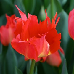 Tulipa 'Robbedoes' ®